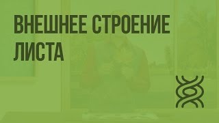 Внешнее строение листа. Видеоурок по биологии 6 класс