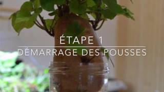 Comment cultiver la patate douce