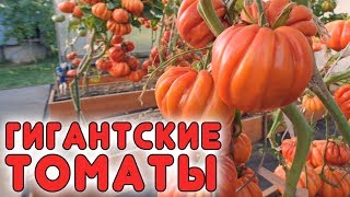 ГИГАНТСКИЕ ТОМАТЫ ВАС УДИВЯТ!!!