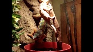 Chameleons Breeding