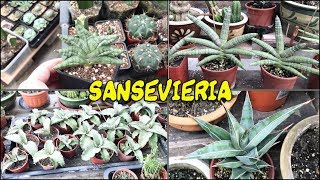 SANSEVERIA COLLECTION | nov19
