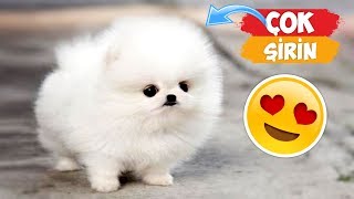 En Şirin Yavru Hayvan Videoları Derlemesi! | [2018 Derleme] ● Eğlenceli Anlar