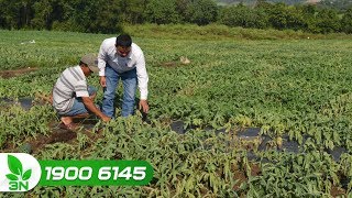Khắc phục cây dưa hấu bị héo rũ lá, khô lá, chết cây I VTC16