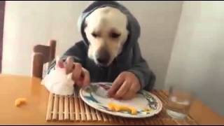 Video super hiper mega gracioso! Perro comiendo con las manos