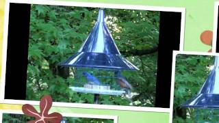 The Sky Cafe Bluebird Feeder