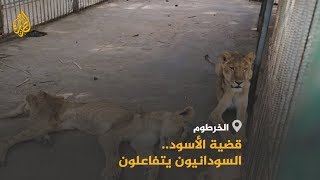 ?? ملك الغابة في أسوأ حالاته في إحدى حدائق الخرطوم