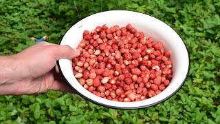 ЛЕСНАЯ ЗЕМЛЯНИКА на ДАЧЕ или СВОЁМ УЧАСТКЕ / КАК МЫ ЭТО ДЕЛАЛИ