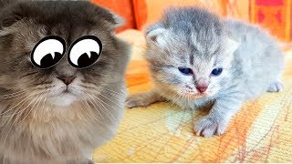КОТЯТА УЧАТСЯ ХОДИТЬ. Как мы лечили Кошку