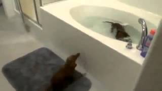 watercat,коты принимают ванную