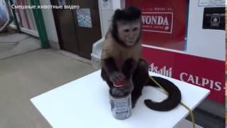 Приколы над животными Смех до слез Funny animals