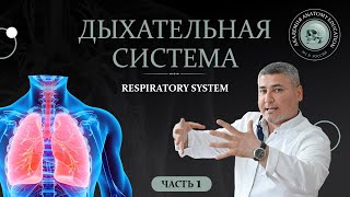 Дыхательная система. Часть 1. Respiratory system. Part 1