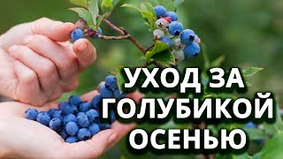 Что делать с голубикой осенью?