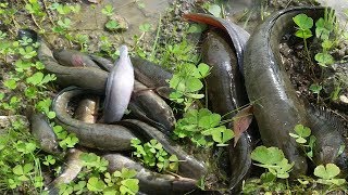 Traditional Fishing in Cambodia - A Girl Catch Fish by Hands - Catch A lot of fish On Rice Field