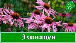 ? Цветок эхинацея – посадка и уход в открытом грунте, виды и сорта эхинацеи, свойства