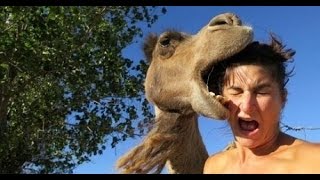 ЖЕСТЬ! ЖУТКИЕ КАДРЫ НАПАДЕНИЙ ЖИВОТНЫХ СНЯТЫХ НА КАМЕРЕ