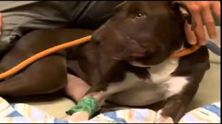Animal Abuse in North Charleston (warning - graphic!)