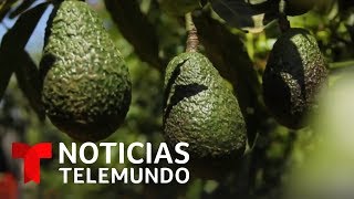 México exportará a EE. UU. toneladas de aguacate para celebrar el Super Bowl | Noticias Telemundo