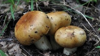Валуй или кулак
