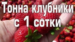 Тонна клубники с 1 сотки часть 1