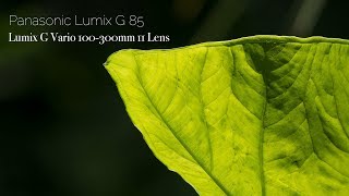 Panasonic Lumix G Vario 100-300mm f/4-5.6 II POWER O.I.S. Lens on Panasonic Lumix G85