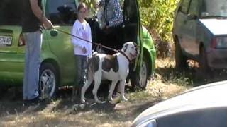 20100926 Выставка собак КСУ в Северодонецке 26 Сентября 2010