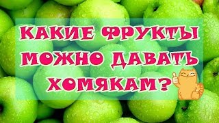 КАКИЕ ФРУКТЫ МОЖНО ДАВАТЬ ХОМЯКАМ? | ПИТАНИЕ ХОМЯКОВ ?