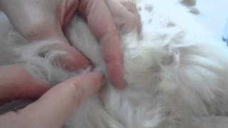Preparation for castration. Как подготавливают кота к кастрации. 8855