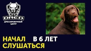 Как перевоспитать Лабрадора в шесть лет | Решение проблем со взрослой собаки