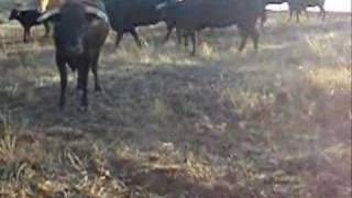www.ganaderiaelparralejo.com Ganaderia de Toros Bravos
