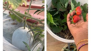 Ash gourds , pineapples , strawberry’s in friend terrace garden