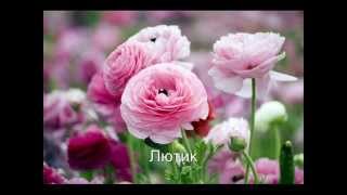 Из этих цветов можно составить миксбордеры