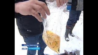Жители посёлка под Зеленоградском: «Вся вода в солярке, можно заливать в бак»