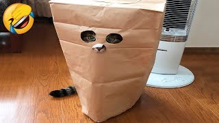 Funny Animal Videos 2024 - Best Dogs And Cats