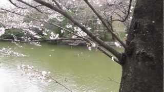 大田大池　東側　ブラックバス釣りポイント　愛知県東海市大池公園