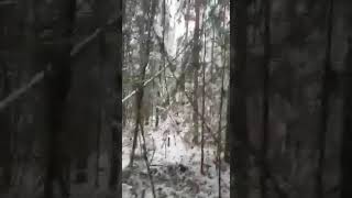 Собаки рвут кабана