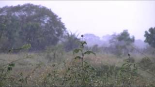 Chuva na Caatinga