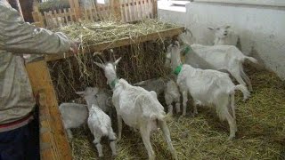 Содержание коз в фермерском хозяйстве Шервет
