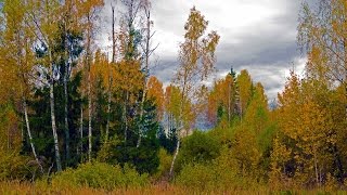 Осень в лесах Подмосковья (Fall in forest)