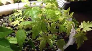 [ Бонсай из семян ] Клены palmatum и buergerianum. (Часть 1. Стратификация.)