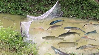 Amazing Fishing at Siem Reap - How To Catch Fish By Hand - Cambodia Traditional Fishing