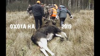 Охота на лося 2019.