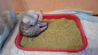 Котята 1 мес 10 дней .Кот и Кошка .Лоток .
