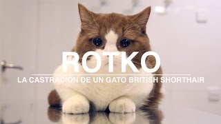 La castración de un gato - Beneficios de esterilizar a un gato - Gato castrado - DOGKING