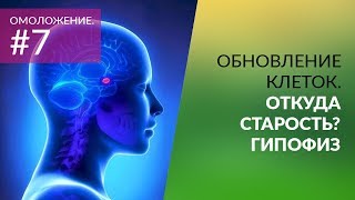 #7  Омоложение.  Обновление клеток.  Откуда старость.  Гипофиз