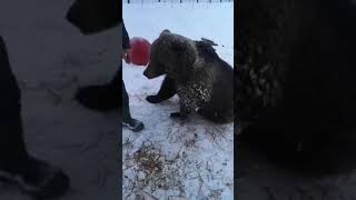Прямая трансляция на страницу медведя Мансура ч.2 (27.01.2019)