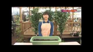 ジャガイモの育て方【コメリHowtoなび】