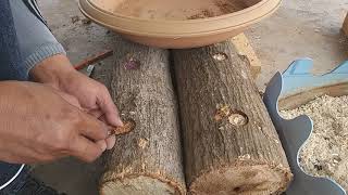 เทคนิคในการเพาะเห็ดขอนขาวในไม้มะม่วง สไตล์@noi