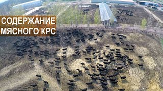 СЕЛЕКЦИЯ И СОДЕРЖАНИЕ МЯСНОГО КРС.  ООО Экопродукт