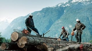 Бензопилы Husqvarna 365S/372XP/372XPG, ECHO CS-352ES, SOLO. Manuals.