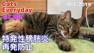 【とらぱち】特発性膀胱炎再発防止　ストレスのない日常　Prevention of recurrence of idiopathic cystitis～2019・10その２　Cat's Everyday